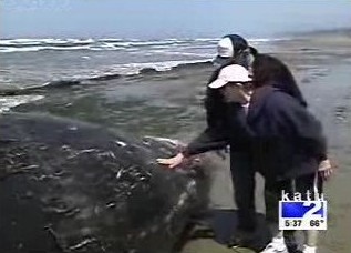 May 28 People Touching Whale