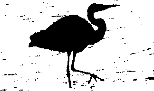 Great Blue Heron Silhouette
